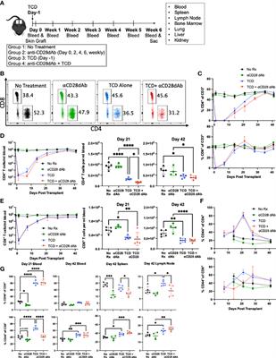 Selective CD28 blockade impacts T cell differentiation during homeostatic reconstitution following lymphodepletion